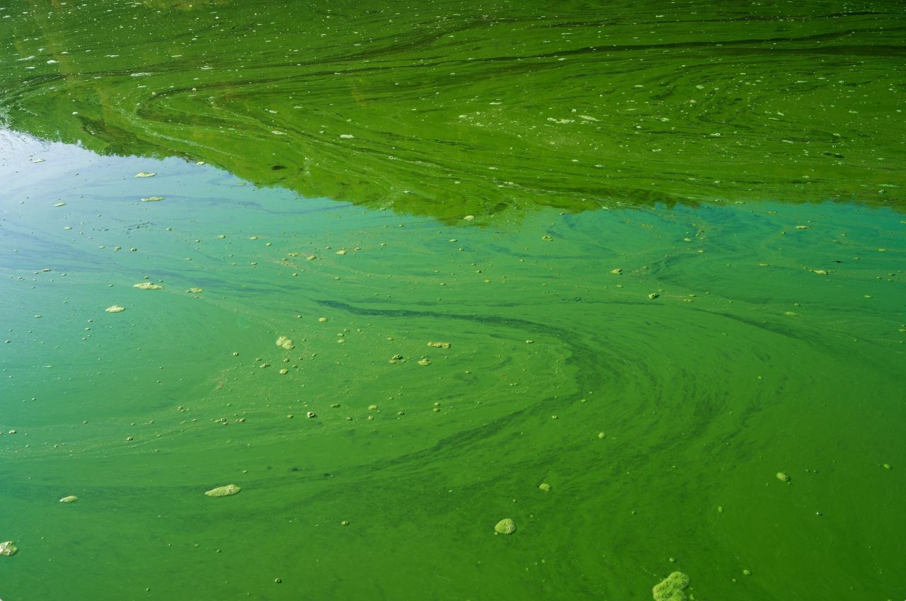 An algae bloom in a body of water.